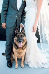 DogWedding A 683x1024 1