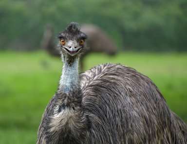 EMU 1