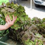 FarmersMarket lettuce byAlexNunez 1024x622 1