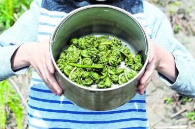 Fiddleheads_6723_C