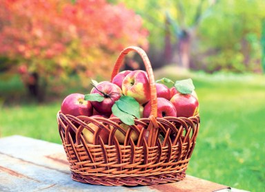 Basket with organic apples