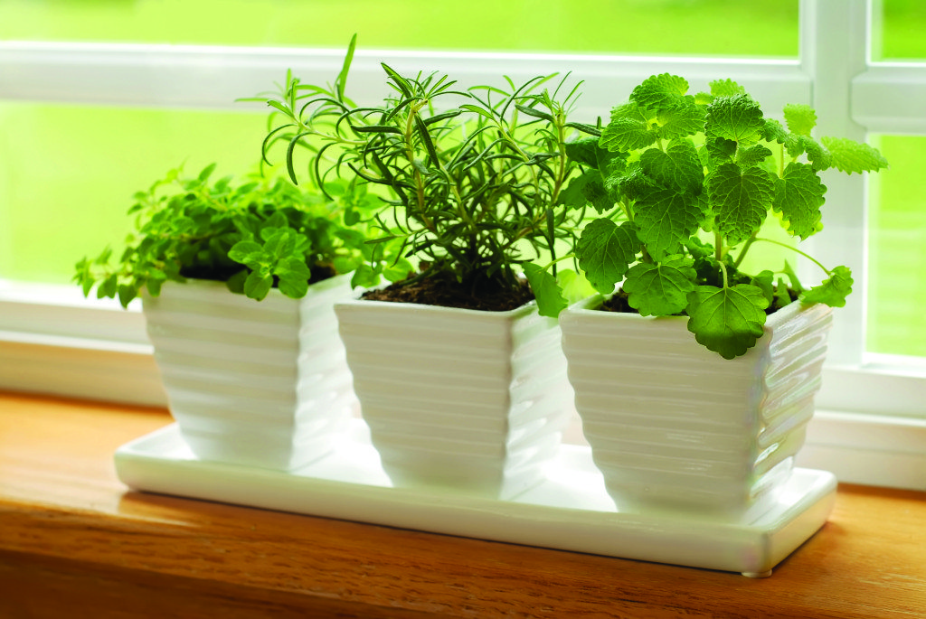 Hicks_Herbs on the windowsill