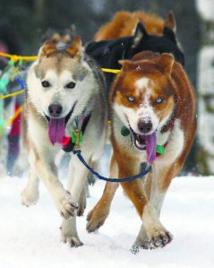 Iditarod B2 816x1024 1