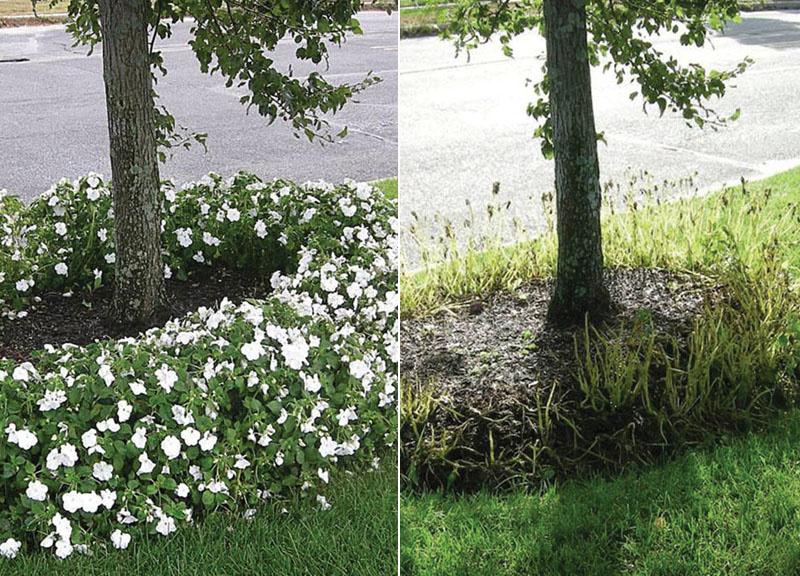 Impatiens_beforeandafter