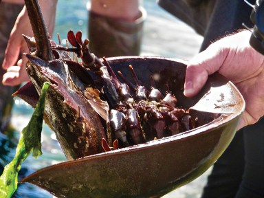 A Wildlife Refuge official display the underside of the ecologically important sea creature.