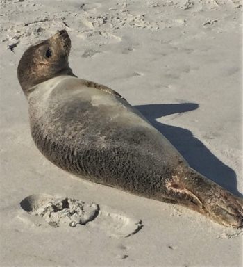 Jones Beach Seal 6 WEB