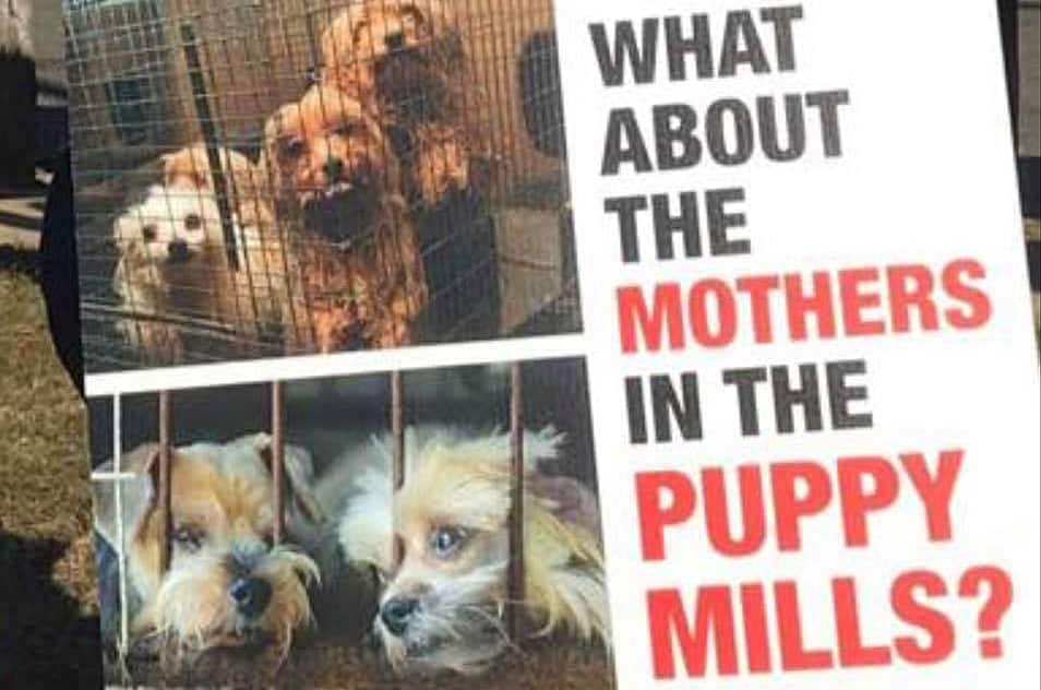 Mothers Day Puppy Mills B web