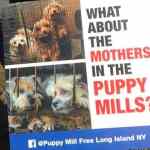 Mothers Day Puppy Mills B