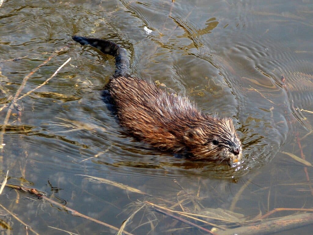 Muskrat swimming Ottawa 1024x768 1