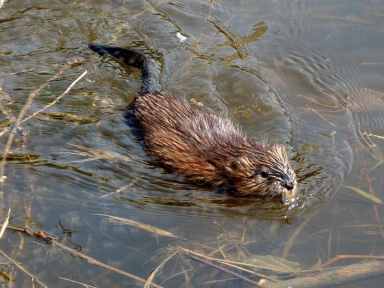 Muskrat_swimming_Ottawa