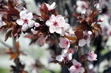 Purple Leaf Plum Tree