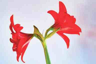 Plant Amaryllis Flower Red Blossom Bloom Nature