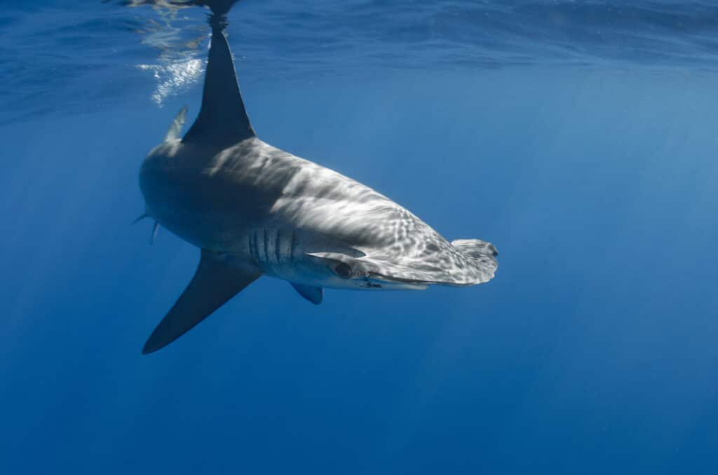 Smooth Hammerhead Shark