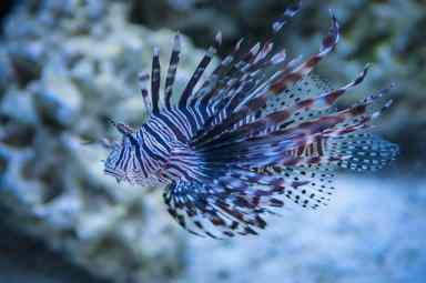 http://www.massapequaobserver.com/wp-content/uploads/2019/01/lion-fish-2741462_1280.jpg