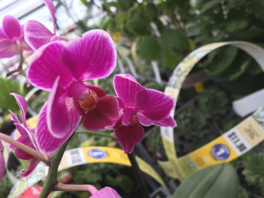 orchid lowes web