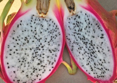 pitaya_F web2