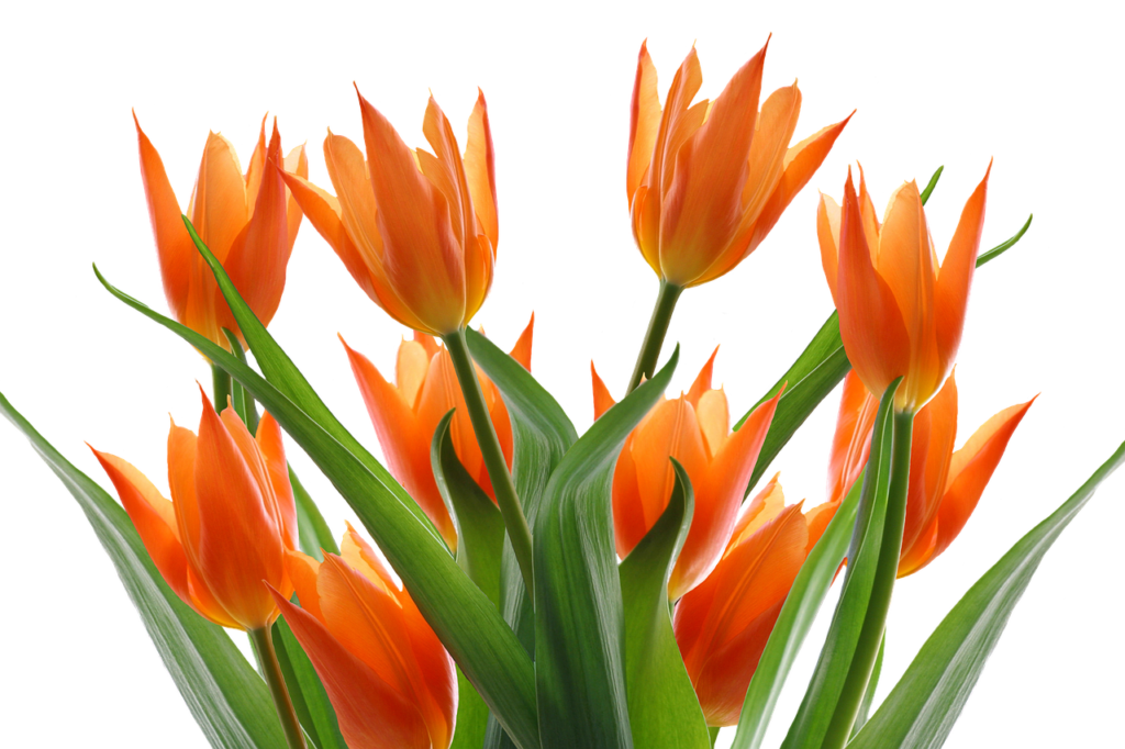 tulips-2331378_1280