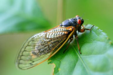 Cicadas_41724_A