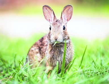 wild rabbits