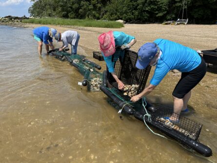 Oyster Garden B 445x334 1