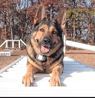 PoliceDog 12424 A 324x334 1