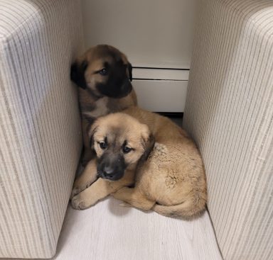 kangal shepherd puppies rescued animal curelty ronkonkoma