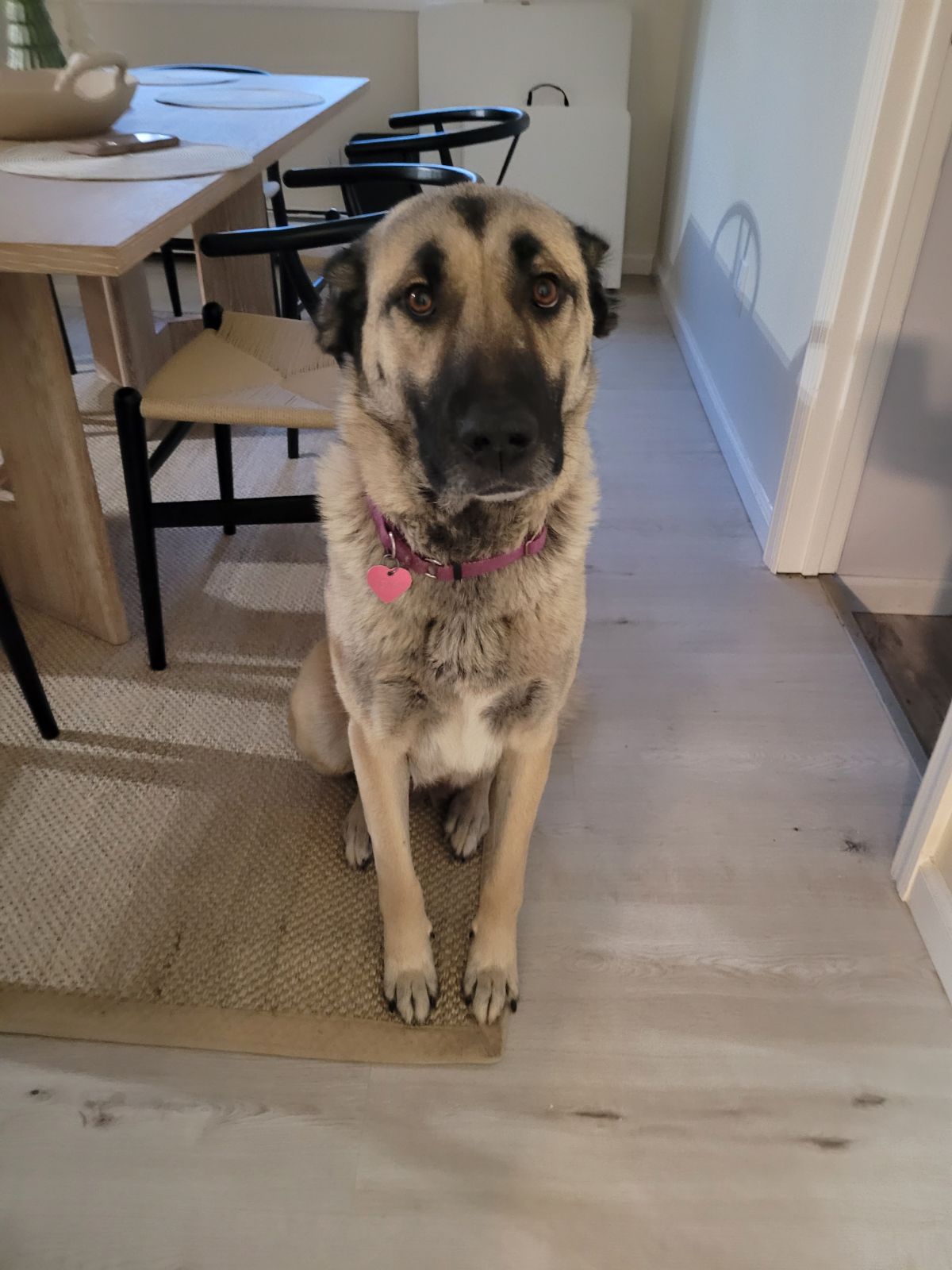 kangal shepherd puppies rescued animal curelty ronkonkoma