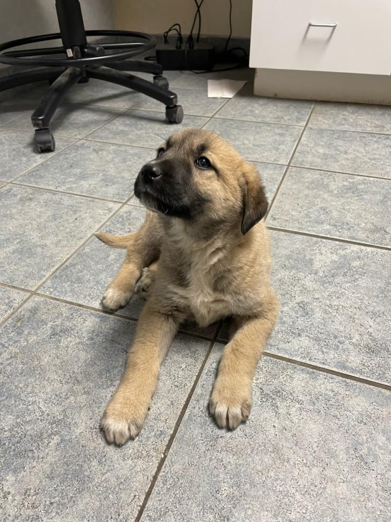 kangal shepherd puppies rescued animal curelty ronkonkoma