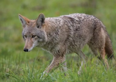 Coyotes have been spotted across Long Island