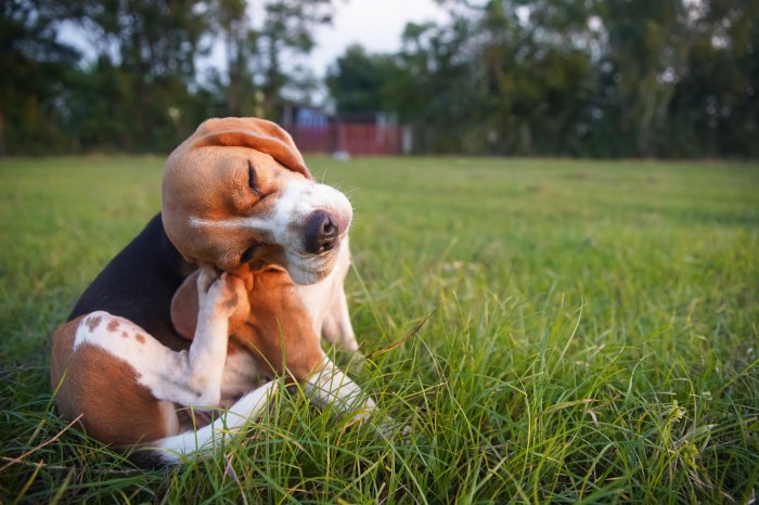 Furry friends get the sniffles, too! Here's how to help your dog's allergies.