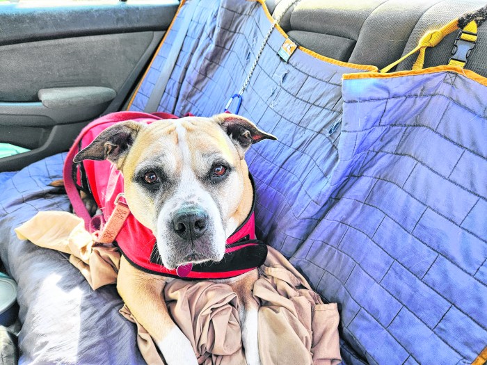 Betty demonstrates how pets like her should always be properly secured to travel safely.