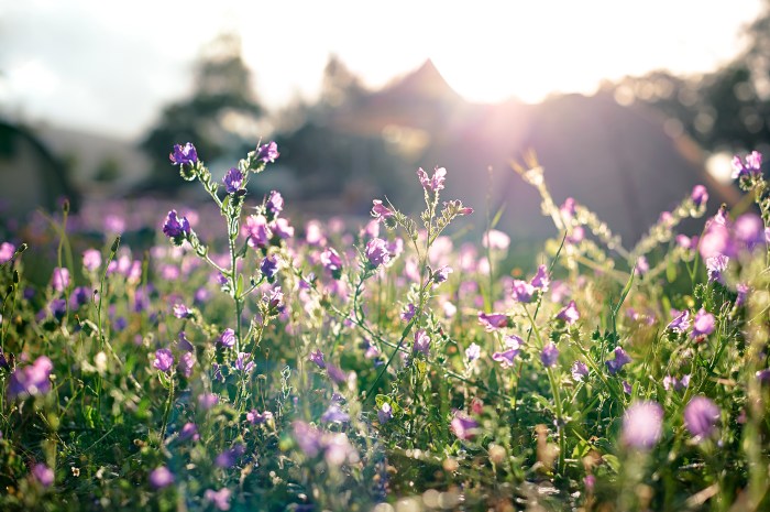 Jim McCann, a Long Island resident and the founder 1-800-Flowers.com, reflects on the arrival of spring and the joy of reconnecting with nature.