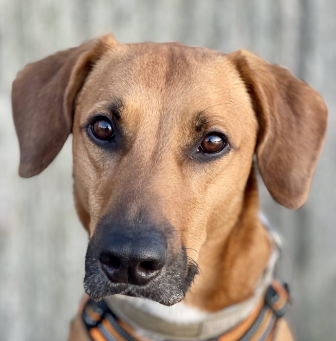 Samson is one of 18 dogs and cats ready to be adopted into a forever home!